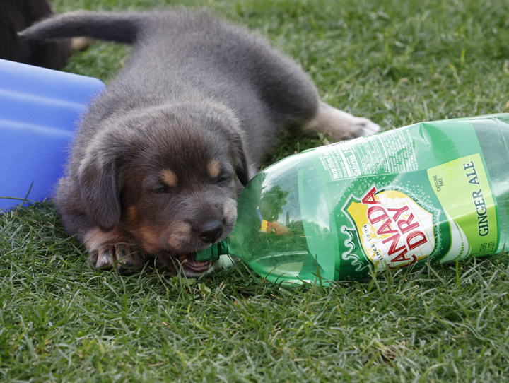 chinook dog